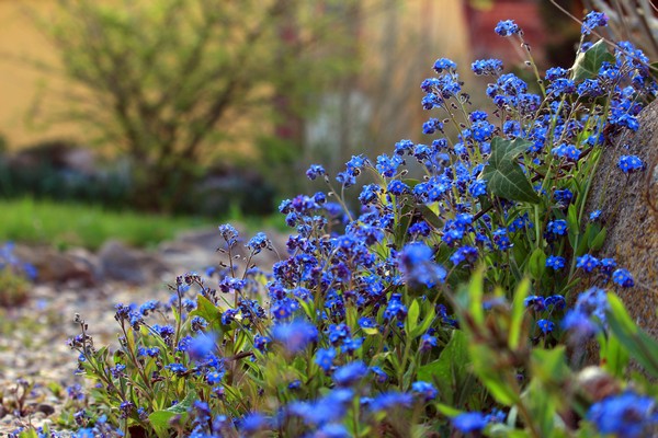 forget me not 5098674