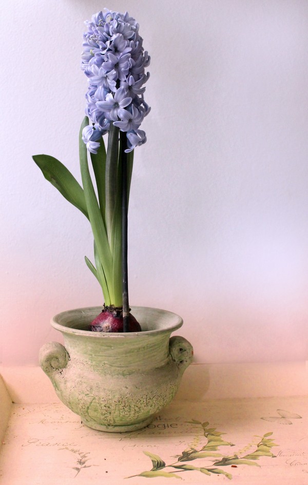 hyacinth