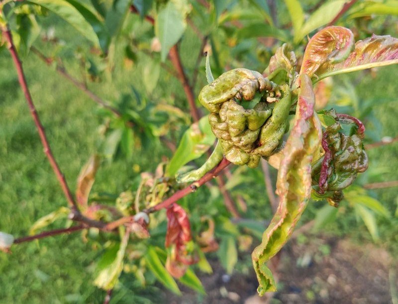 2022 06 04 18 1969 731